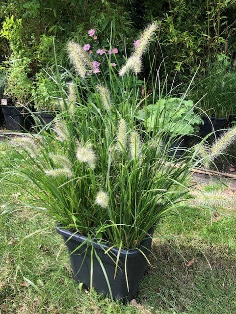 Lampenpoetsersgras , in grote kuip , dus zo meenemen . prijs, Tuin en Terras, Ophalen, Vaste plant, Siergrassen, Halfschaduw