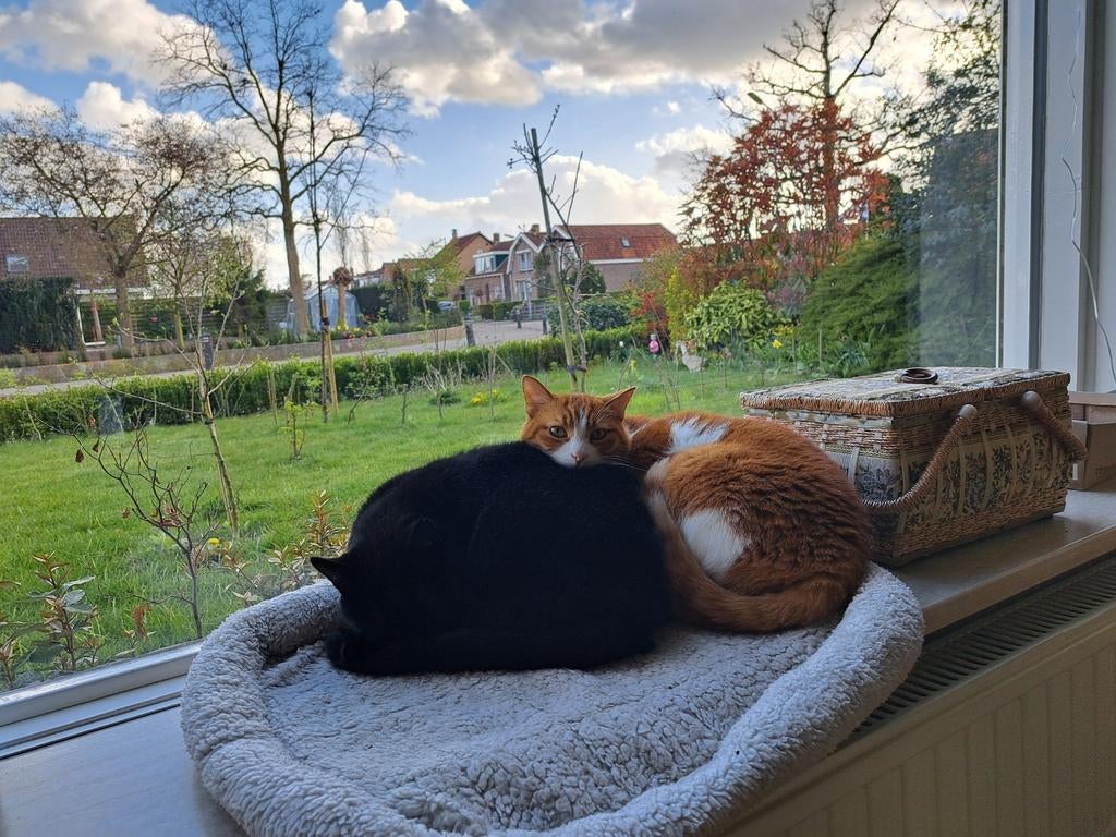 Gezocht: kattenoppas aan huis, Kapelle-Biezelinge