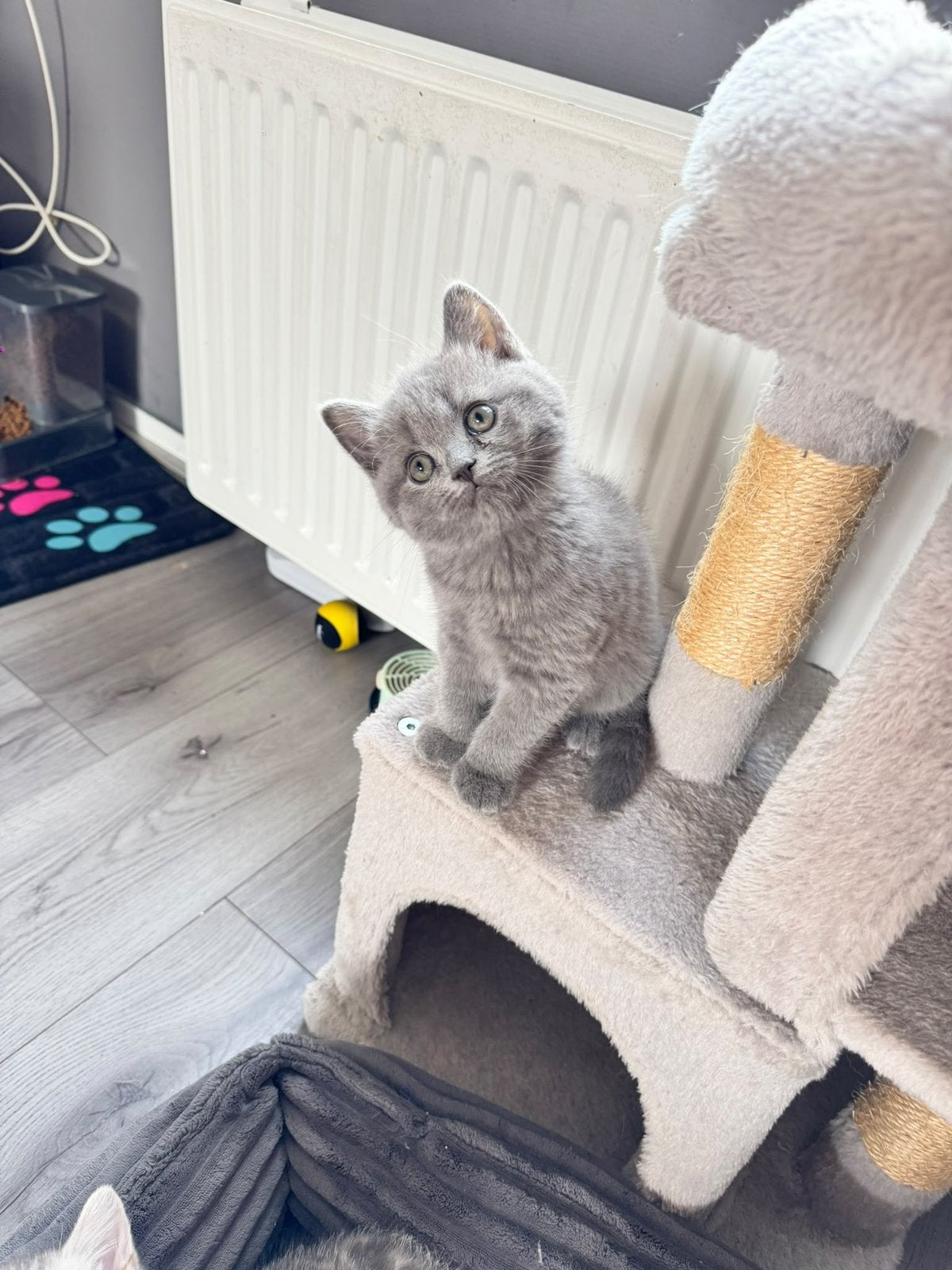 Raszuivere britse kittens. Kan direkt mee, Meerdere dieren, Ontwormd