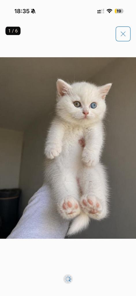 Britse korthaar SPOED, Dieren en Toebehoren, Poes