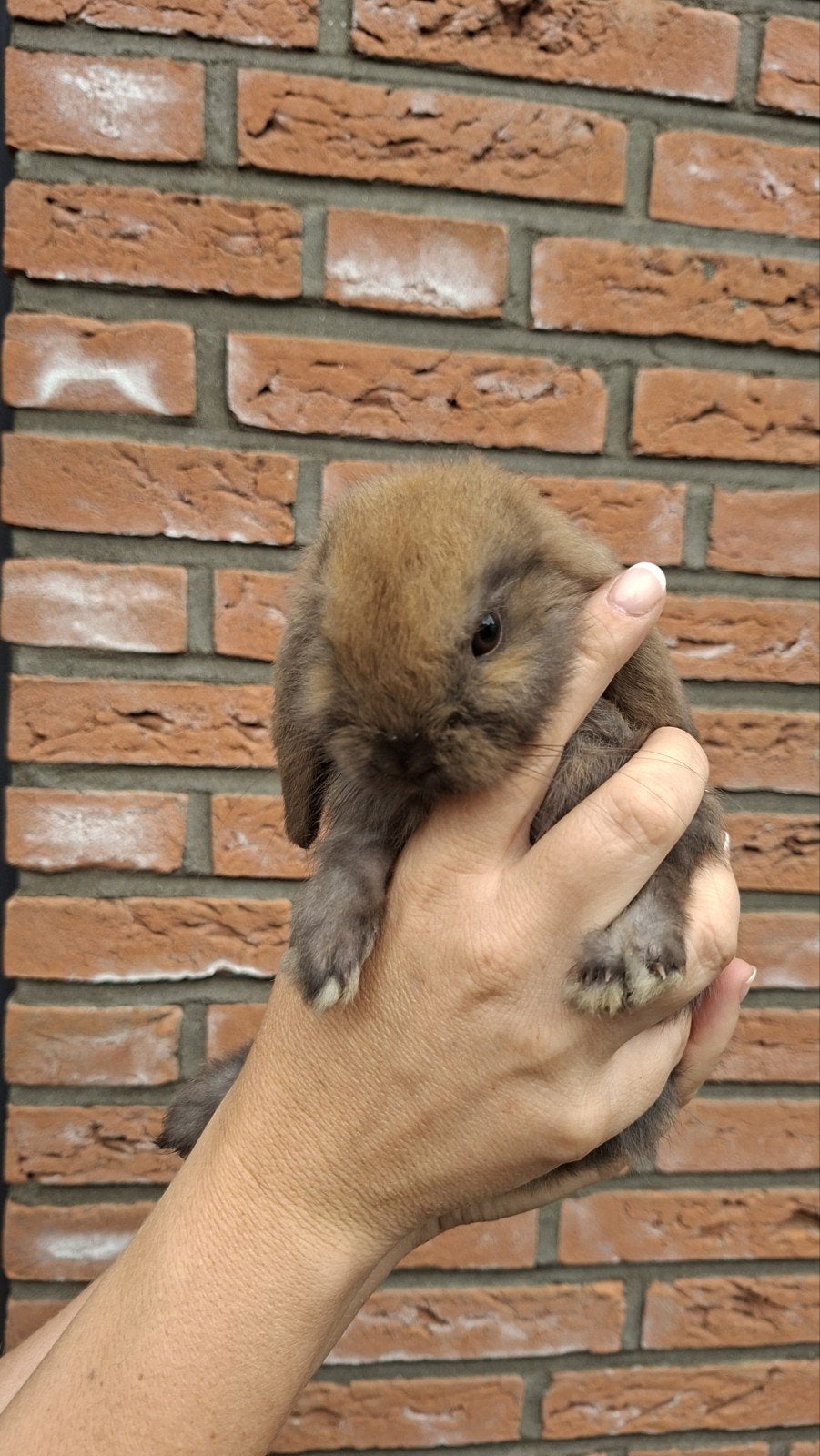 Hangoor konijntjes 4 kleintjes, Dieren en Toebehoren, Knaagdieren, Mei, Meerdere dieren, Overige typen, Tam