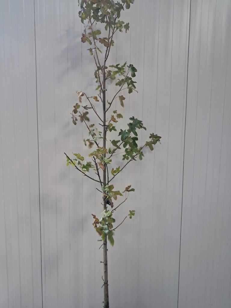 Liquidambar rotundiloba, Bloeit niet, Overige soorten, 100 tot 250 cm, Ophalen