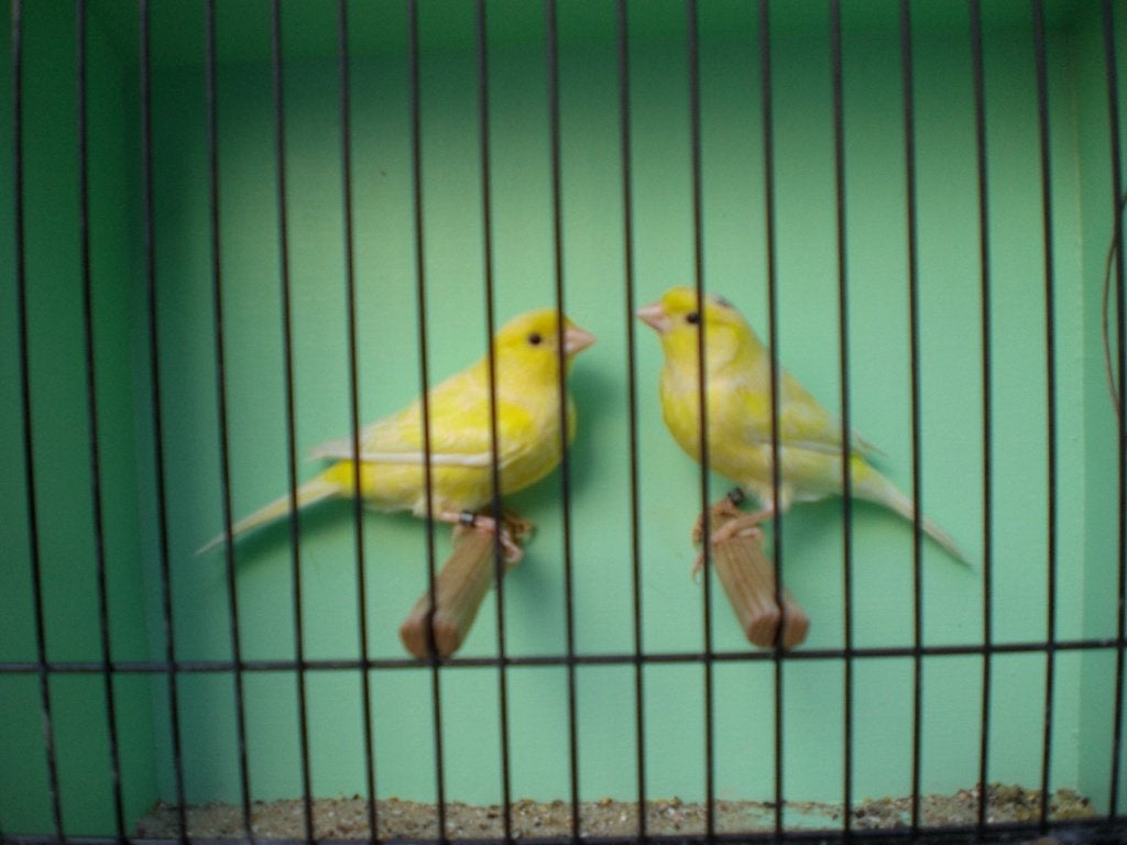div, kanarie,s, Dieren en Toebehoren, Vogels | Kanaries, Meerdere dieren, Zangkanarie