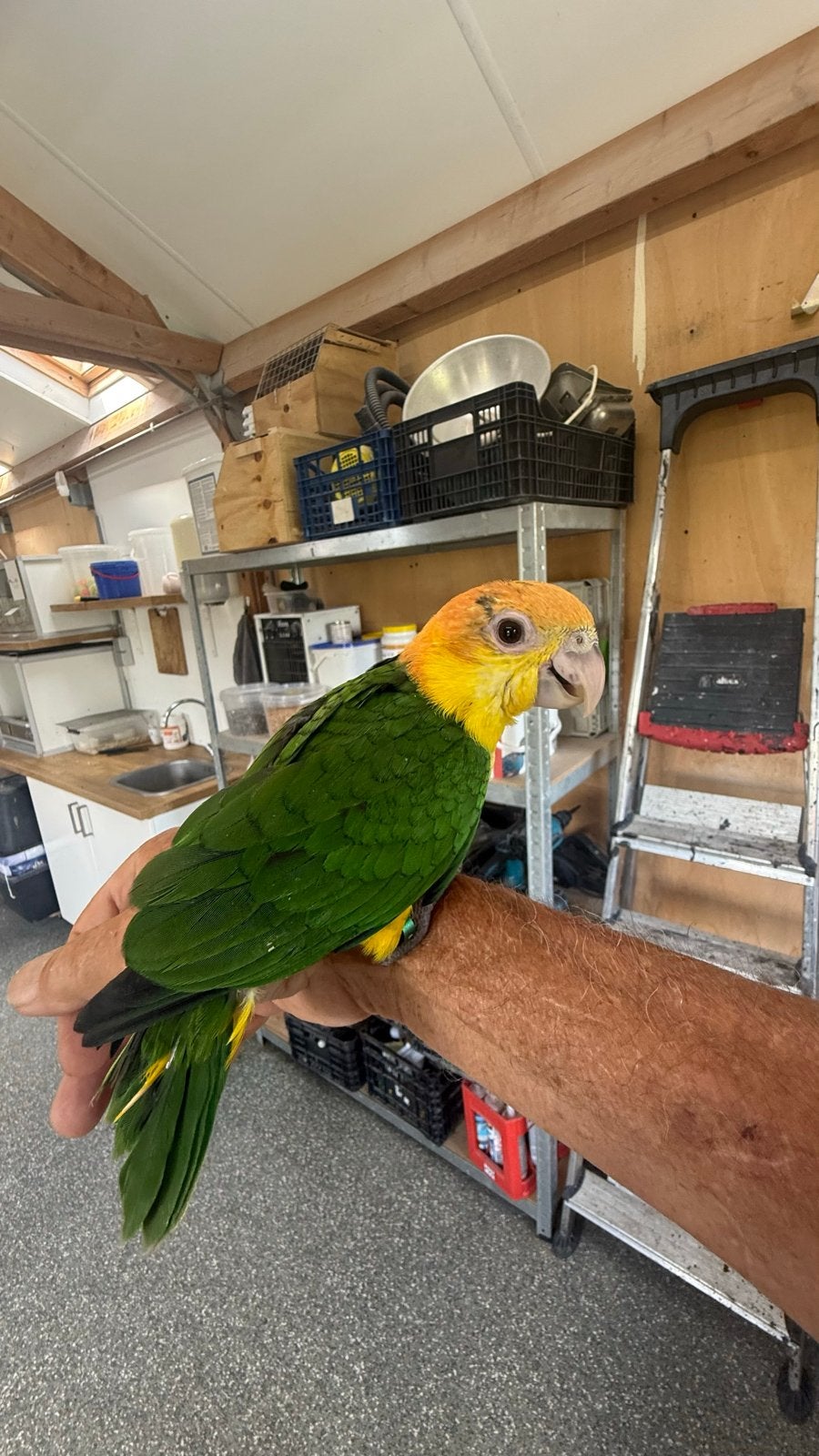 Super tamme roestkop cai, Dieren en Toebehoren, Vogels | Parkieten en Papegaaien, Geslacht onbekend, Papegaai, Geringd