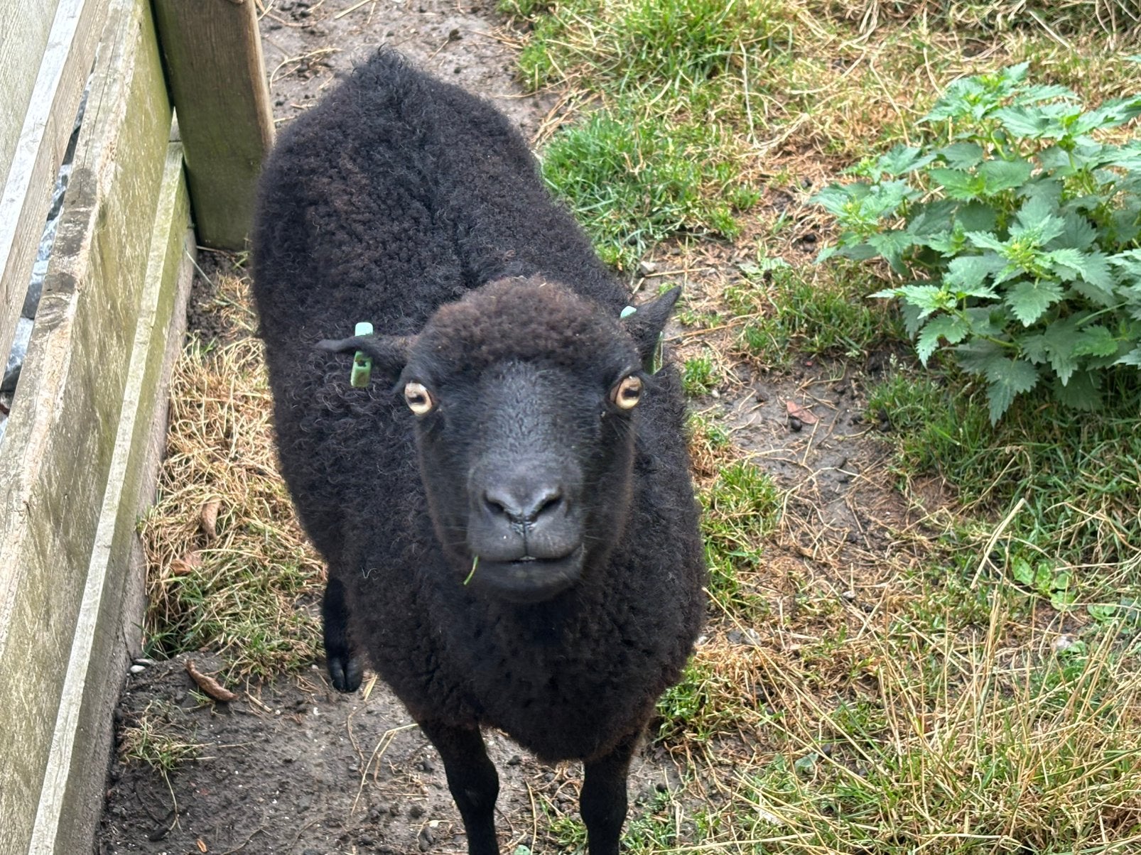 Quasant schaap , moeder en zoon, Meerdere dieren, Schaap