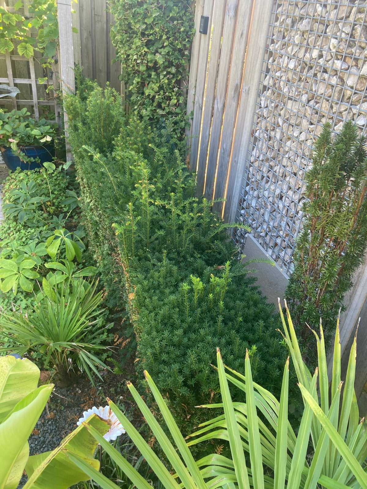 Taxus, Ophalen, Taxus, Haag, Minder dan 100 cm
