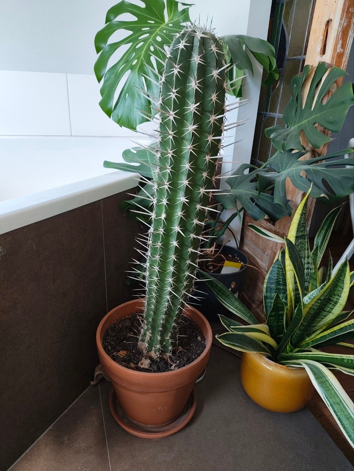 Cactus Pachycereus pecten Aboriginum 75cm, Ophalen, Minder dan 100 cm, In pot, Cactus