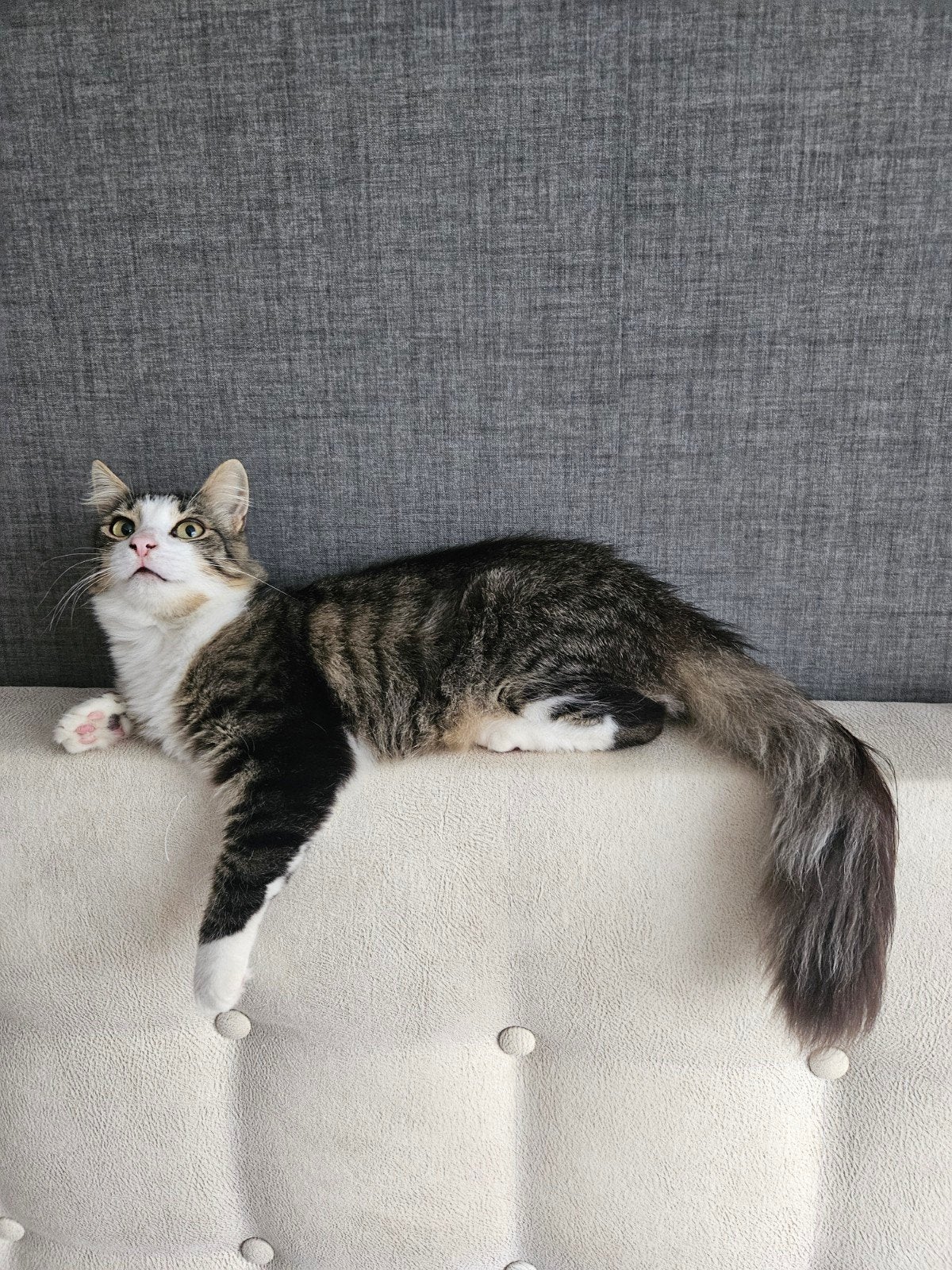 Lieve aanchankelijk Tommy 10 maand oud  ter adoptie