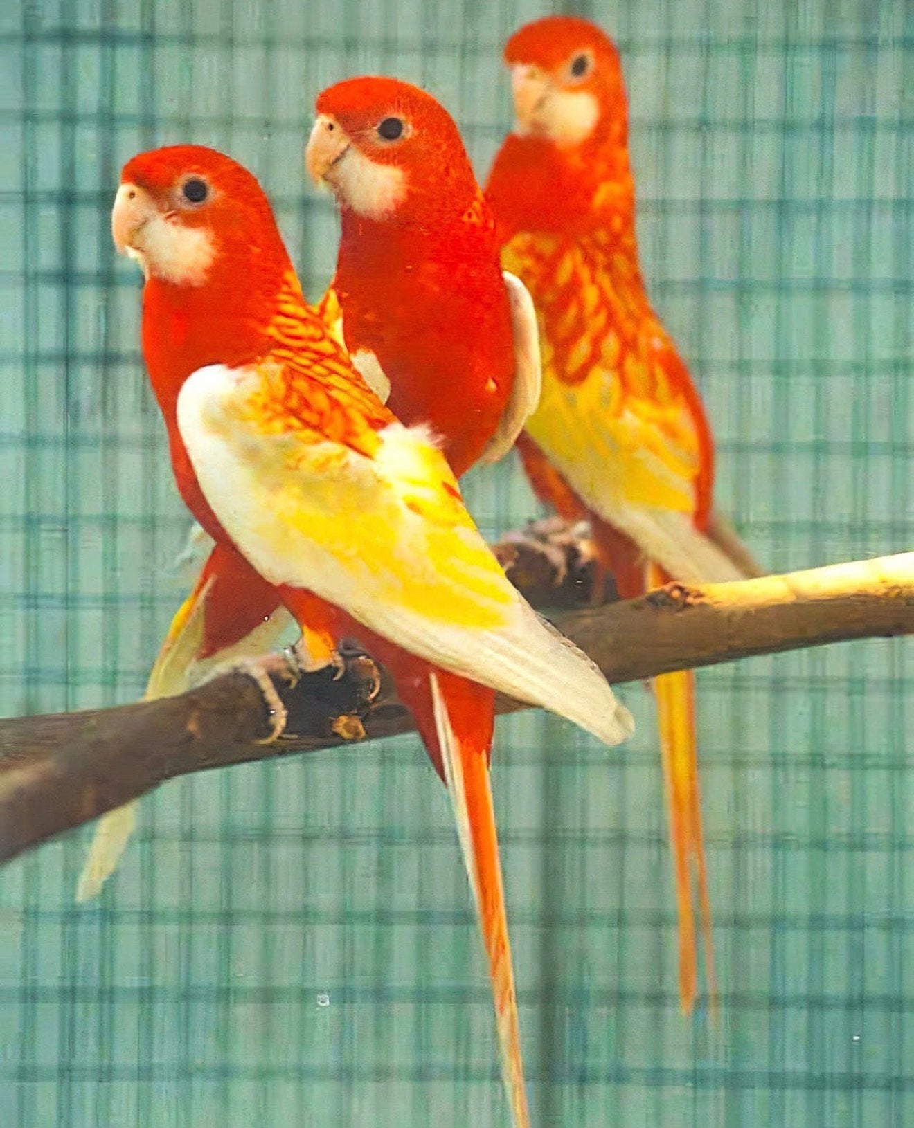 rossela parkieten in diverse soorten & kleuren, Dieren en Toebehoren, Meerdere dieren, Papegaai