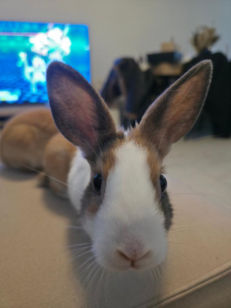 2 dwerg konijntjes te koop, Meerdere dieren, Dwerg