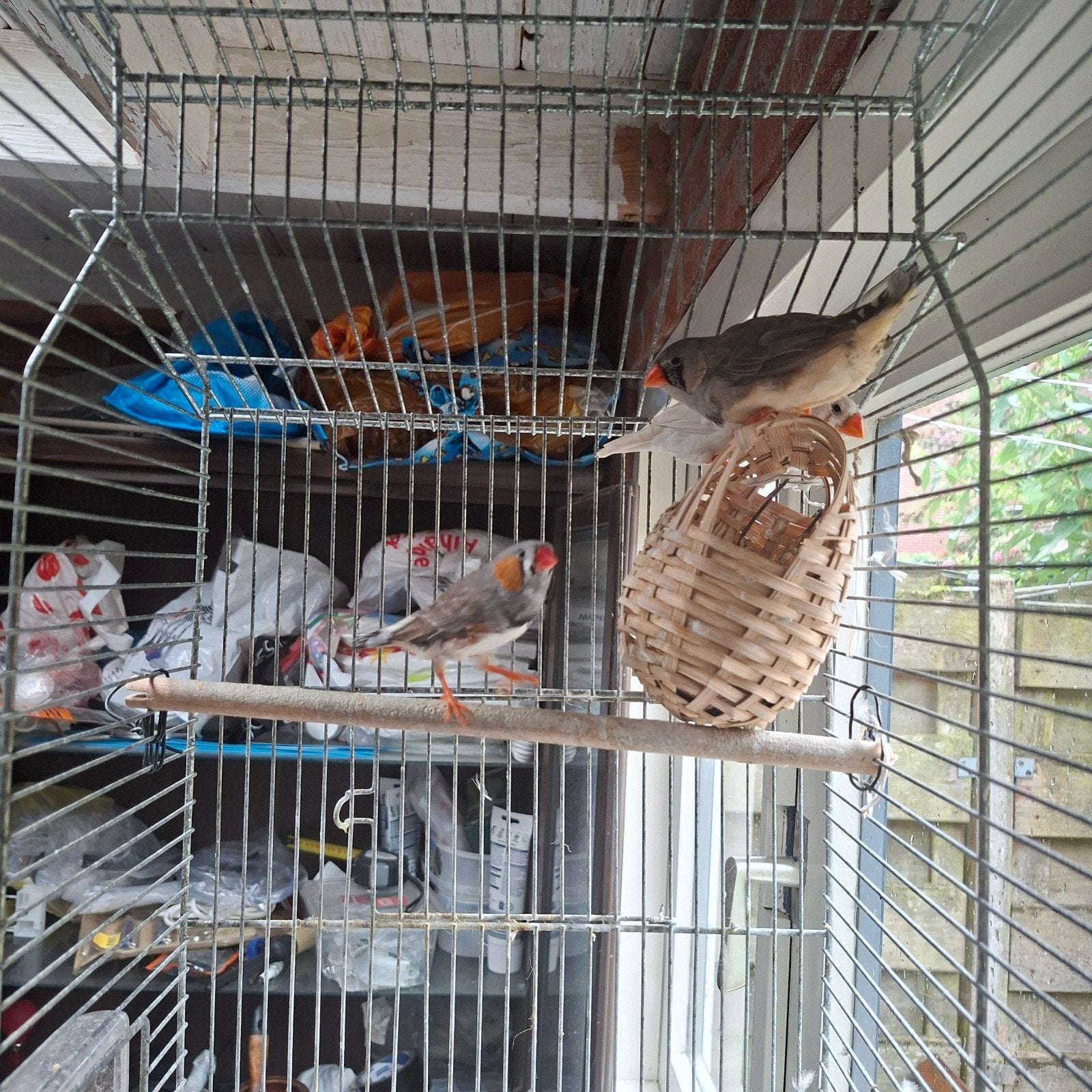 Vogels