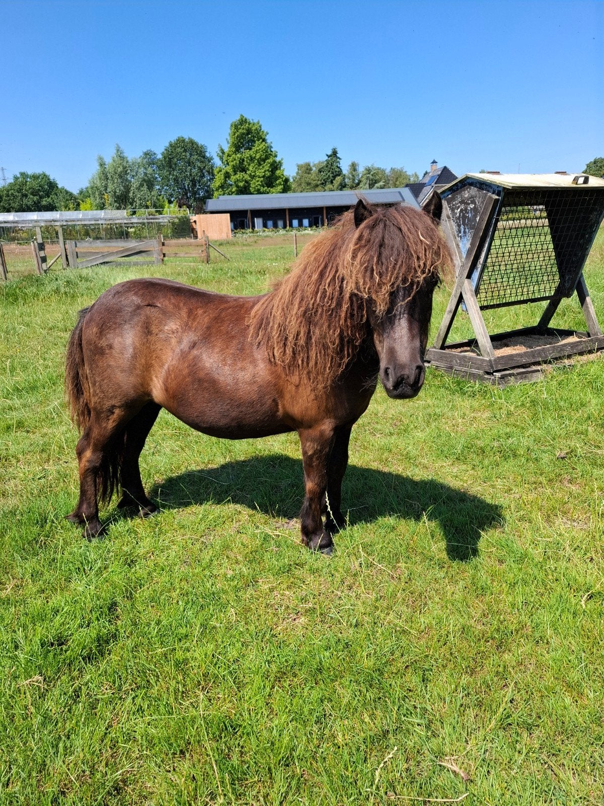 te koop: 1 jarige shetland merrie, Merrie, A pony (tot 1.17m), 0 tot 2 jaar