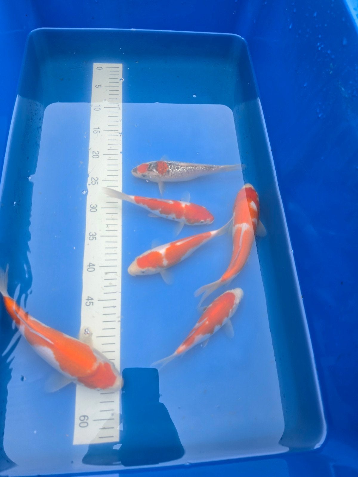 Tosai Kohaku Isa, Dieren en Toebehoren, Karper of Koi