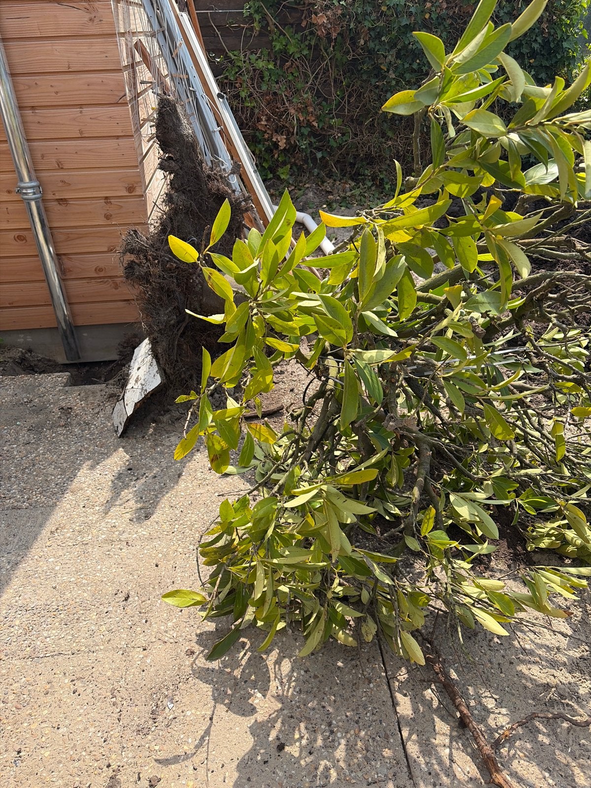 Laurier op stam - Uitgegraven boom, Ophalen, Halfschaduw, Overige soorten, Lente