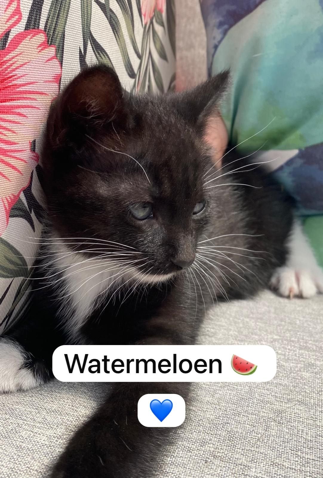Lieve kittens., Dieren en Toebehoren, Katten en Kittens | Overige Katten, Meerdere dieren