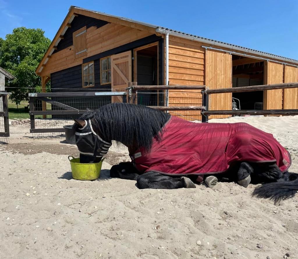 Rusthuis voor ruinen, Weidegang, 2 of 3 paarden of pony's