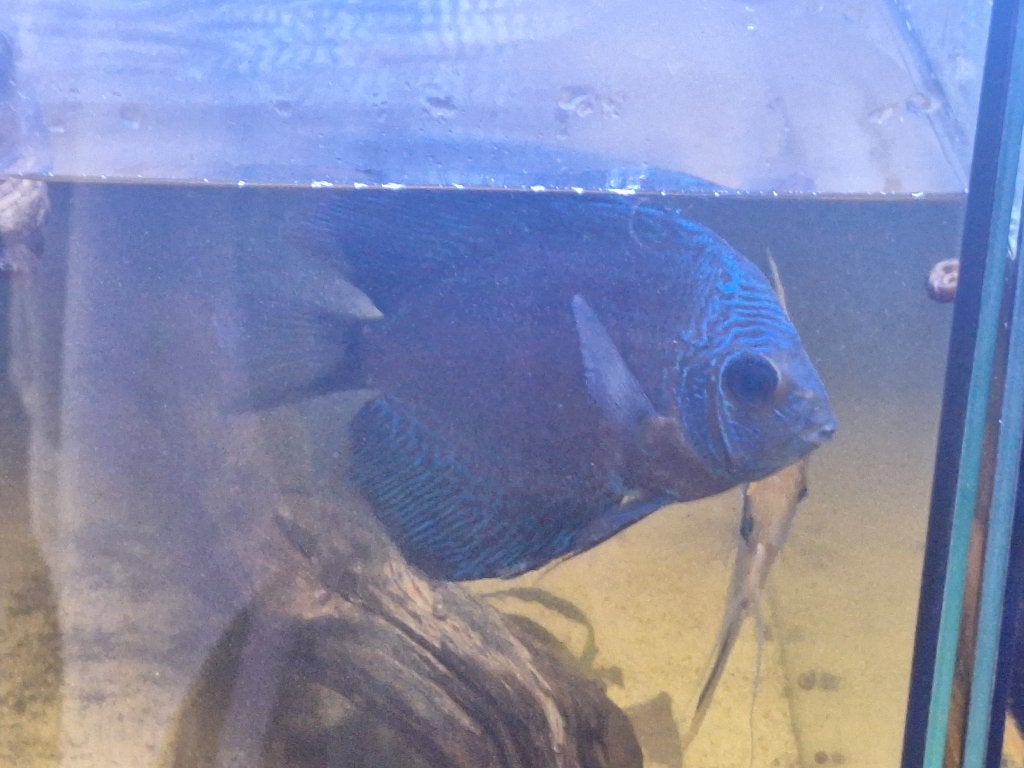 Discus, Dieren en Toebehoren, Vis