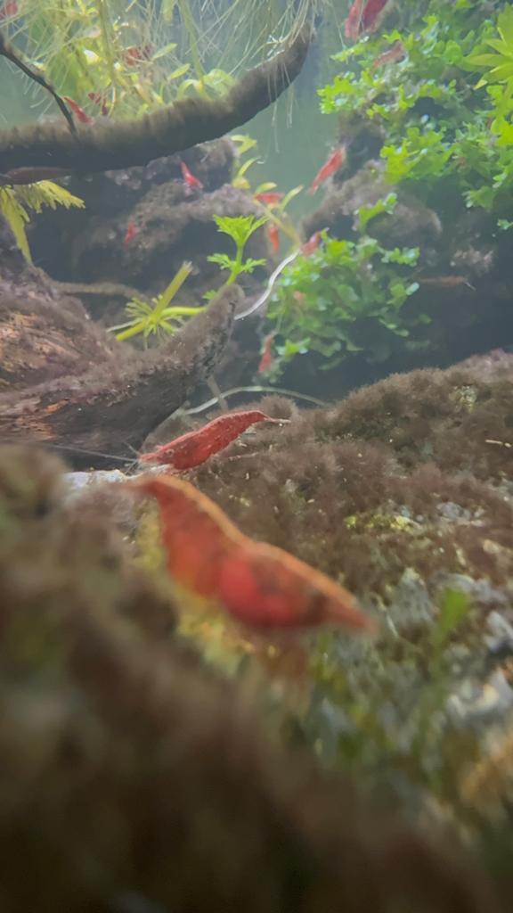 Red sakura garnalen - neocaridina, Dieren en Toebehoren, Kreeft, Krab of Garnaal