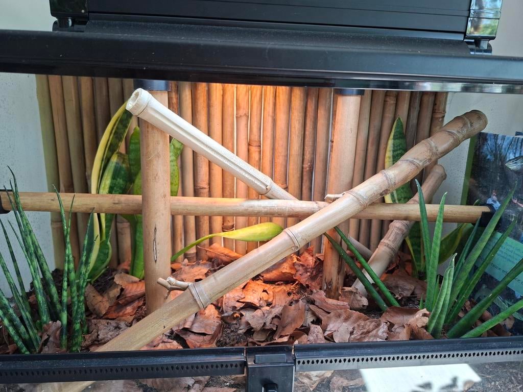 Terrarium met bamboe achterwand, Dieren en Toebehoren, Reptielen en Amfibieën | Toebehoren, Nieuw, Terrarium of Paludarium, Ophalen