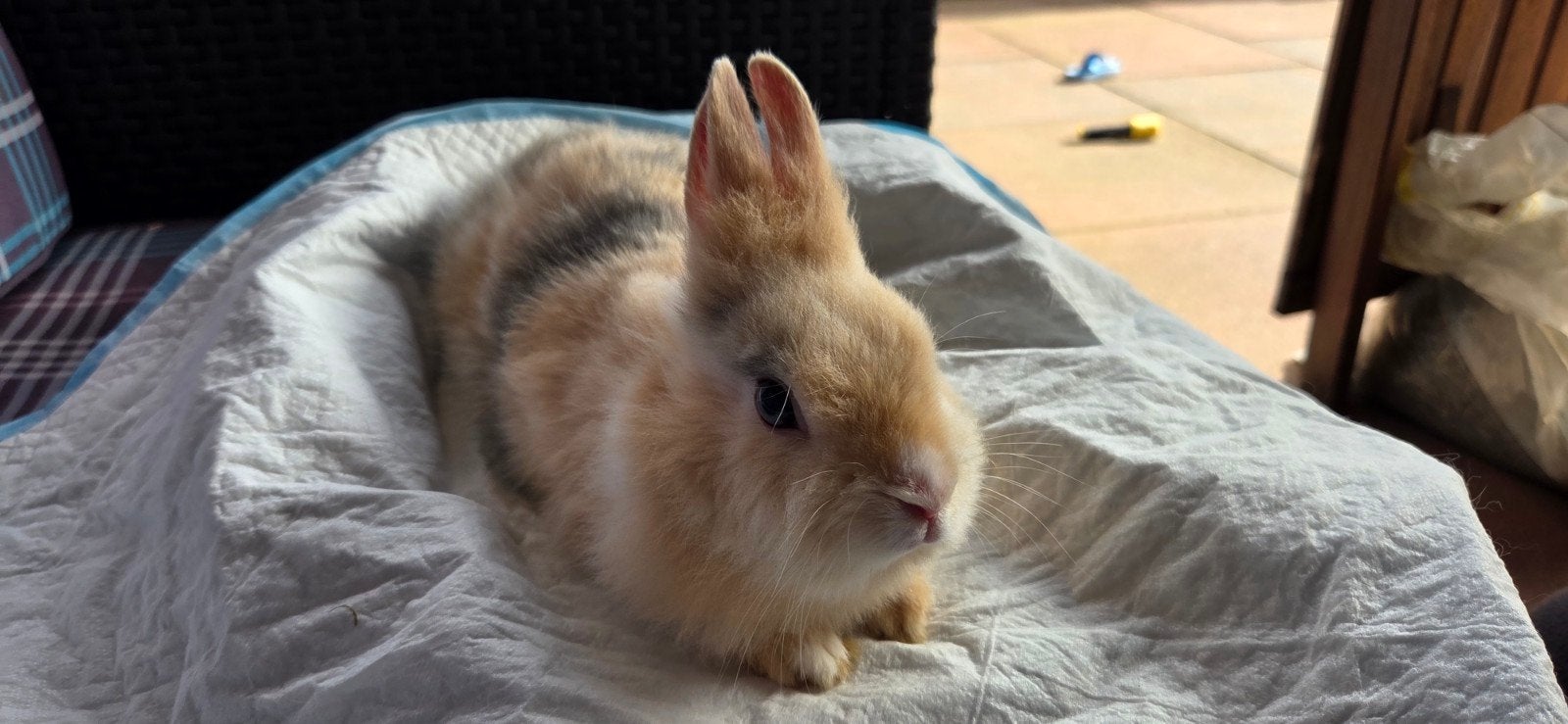 Rammetje leeuwenkop dwerg konijn, Dieren en Toebehoren, Konijnen, Mannelijk, Dwerg