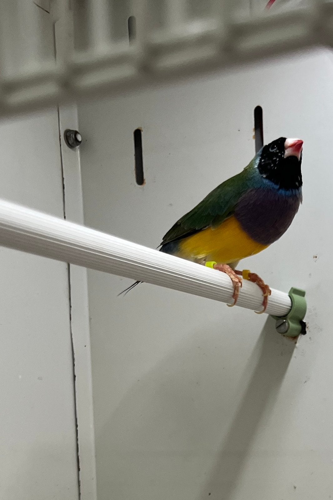 Zwartkop paarsborst gould amadine man, Dieren en Toebehoren, Vogels | Overige Vogels, Mannelijk, Geringd