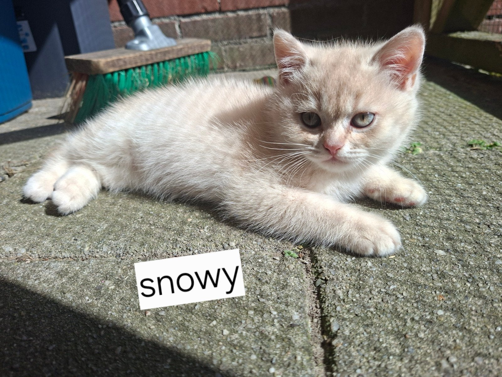 Britse korthaar kittens nog 2 beschikbaar, Meerdere dieren, Ontwormd