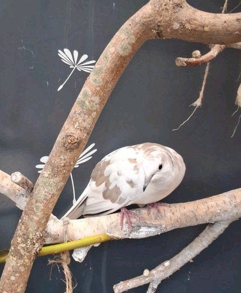 lachduif man, Dieren en Toebehoren, Mannelijk, Tortelduif