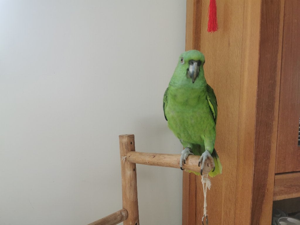 vermist amazone, Dieren en Toebehoren, Vogel
