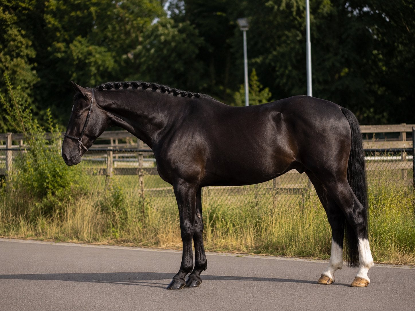 Compacte prachtige ruin, Dieren en Toebehoren, Paarden, Ruin, B, 165 tot 170 cm, 3 tot 6 jaar, Recreatiepaard, Met stamboom, Gechipt
