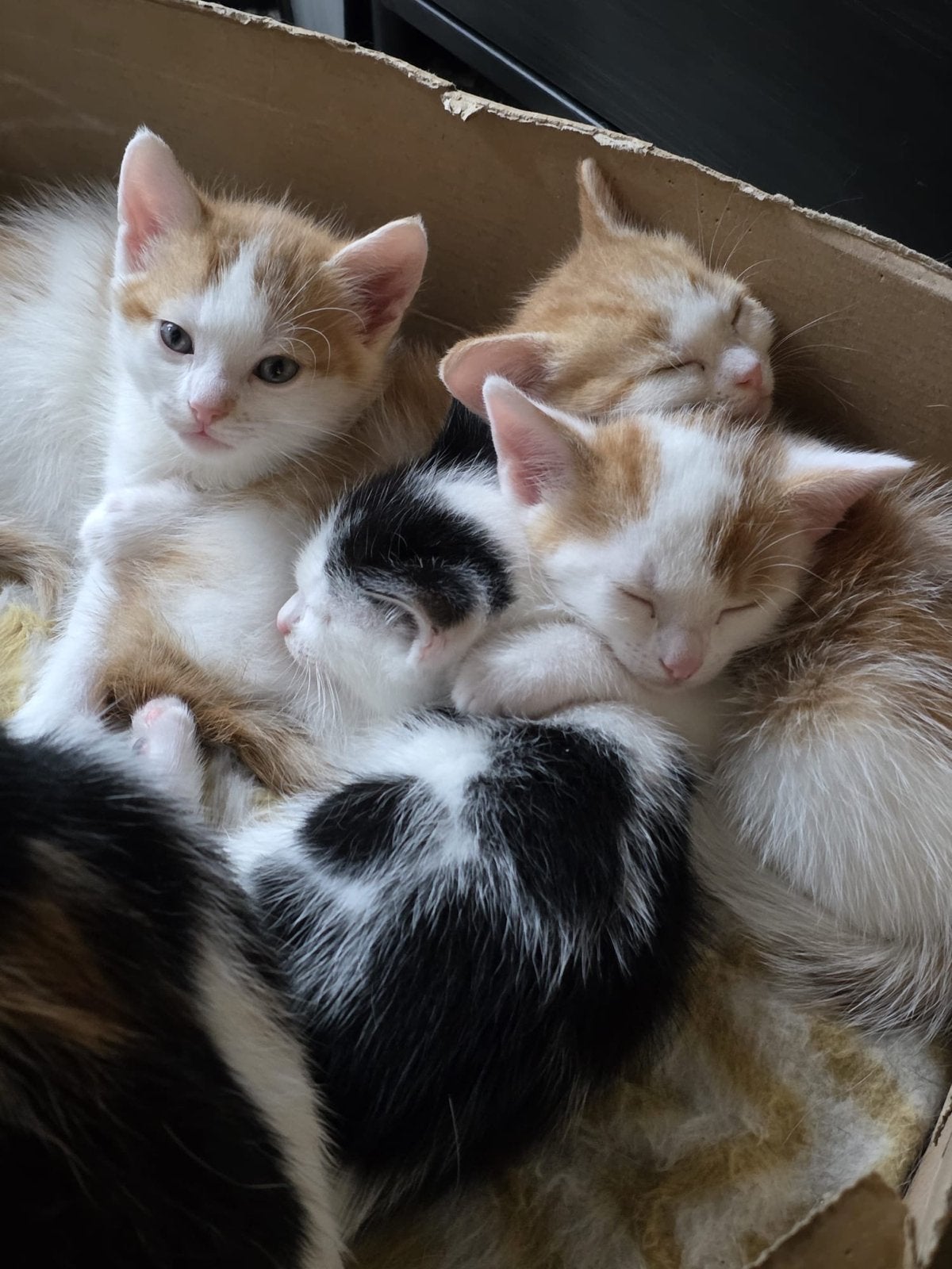 Schattige, mooie kittens te koop, Meerdere dieren, Kortharig, 0 tot 2 jaar