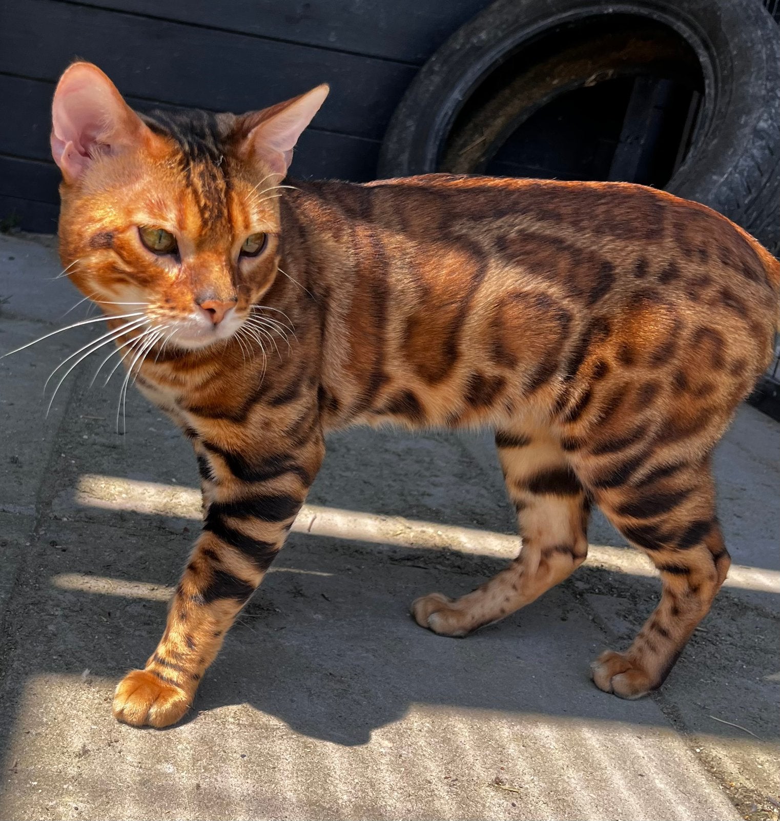 2 Lieve Bengaal katten zoeken huisje, Meerdere dieren, Met stamboom, 3 tot 5 jaar