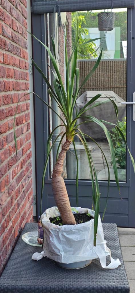 Beaucarnea recurvata (Olifantspoot) in zinken emmer, Ophalen, In pot, Minder dan 100 cm, Volle zon