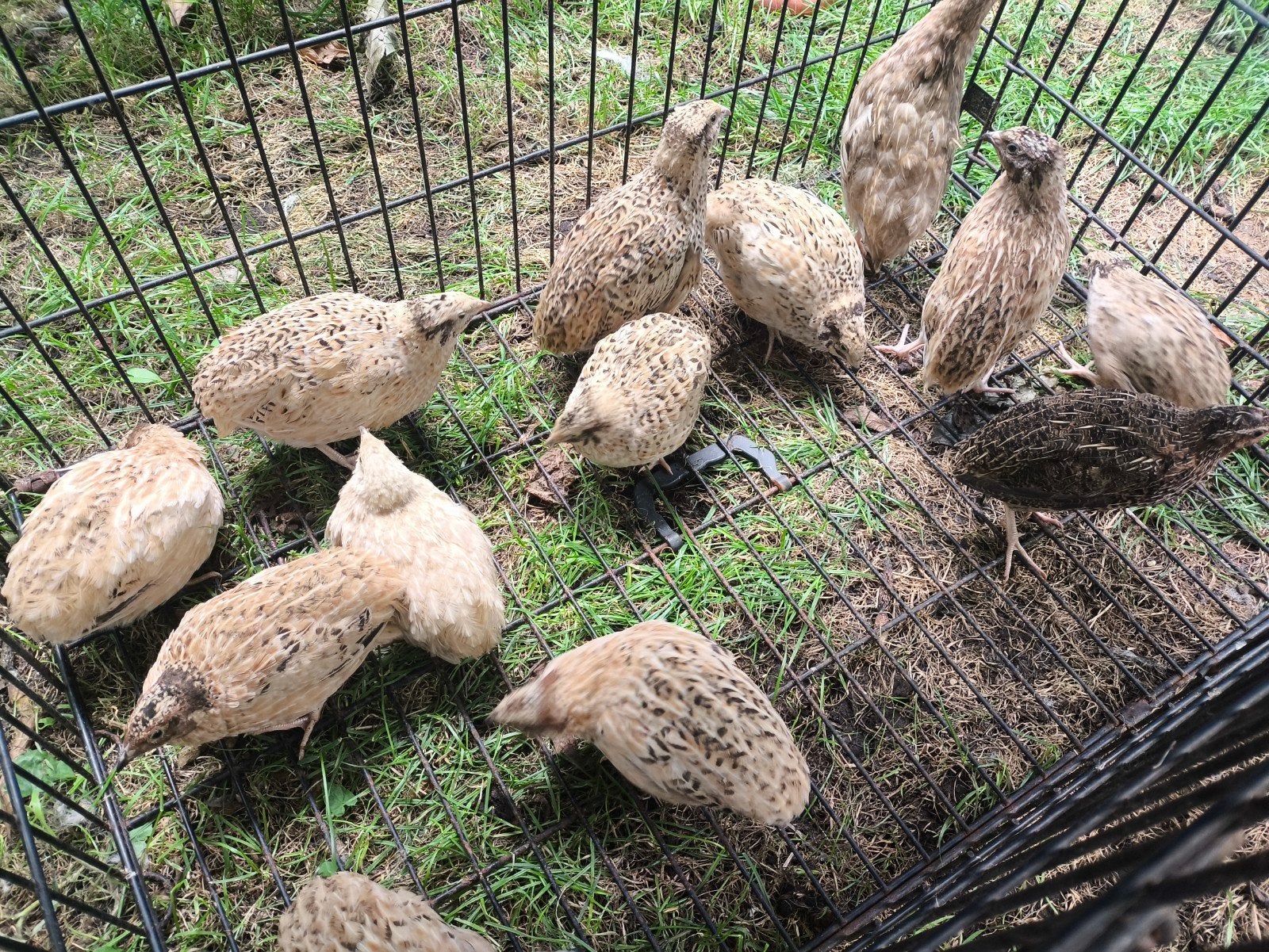 ZSM Japanse kwartels 10 groep mix kleur 8-9 weken, Meerdere dieren, Overige soorten