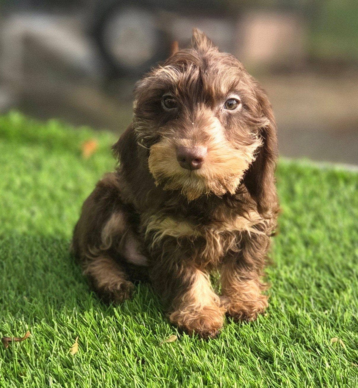 Te koop Ruwharige Dwergteckel pup (Tekkel)