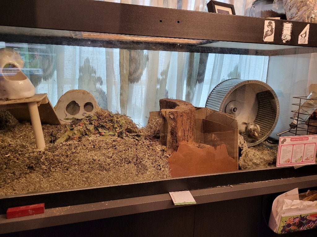 Gratis dierenverblijf, Muis, Hok, Ophalen, Minder dan 60 cm