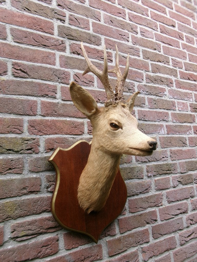 Prachtig opgezet hertenkopje op een mooi schild, Ophalen of Verzenden, Zo goed als nieuw, Hert, Opgezet dier