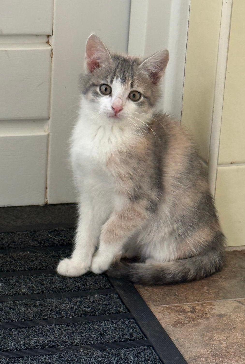 Prachtige kittens ️, Dieren en Toebehoren, Meerdere dieren