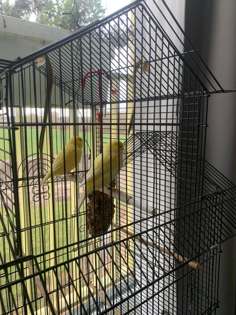 Kanarie stel met kooi, Dieren en Toebehoren, Vogels | Kanaries, Meerdere dieren