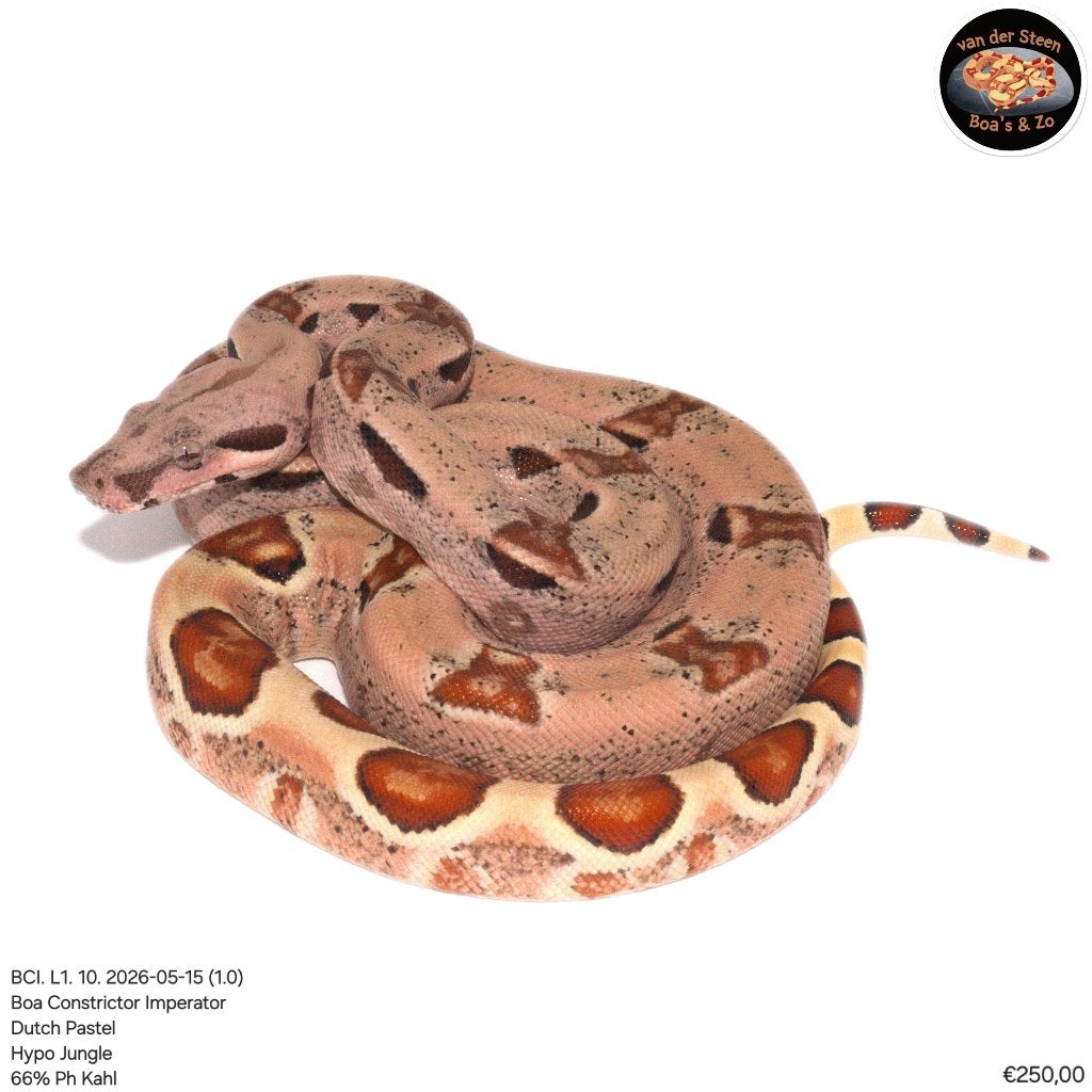 Boa Constrictor Imperator Litter 01 2026 Boa Constrictor photo 7