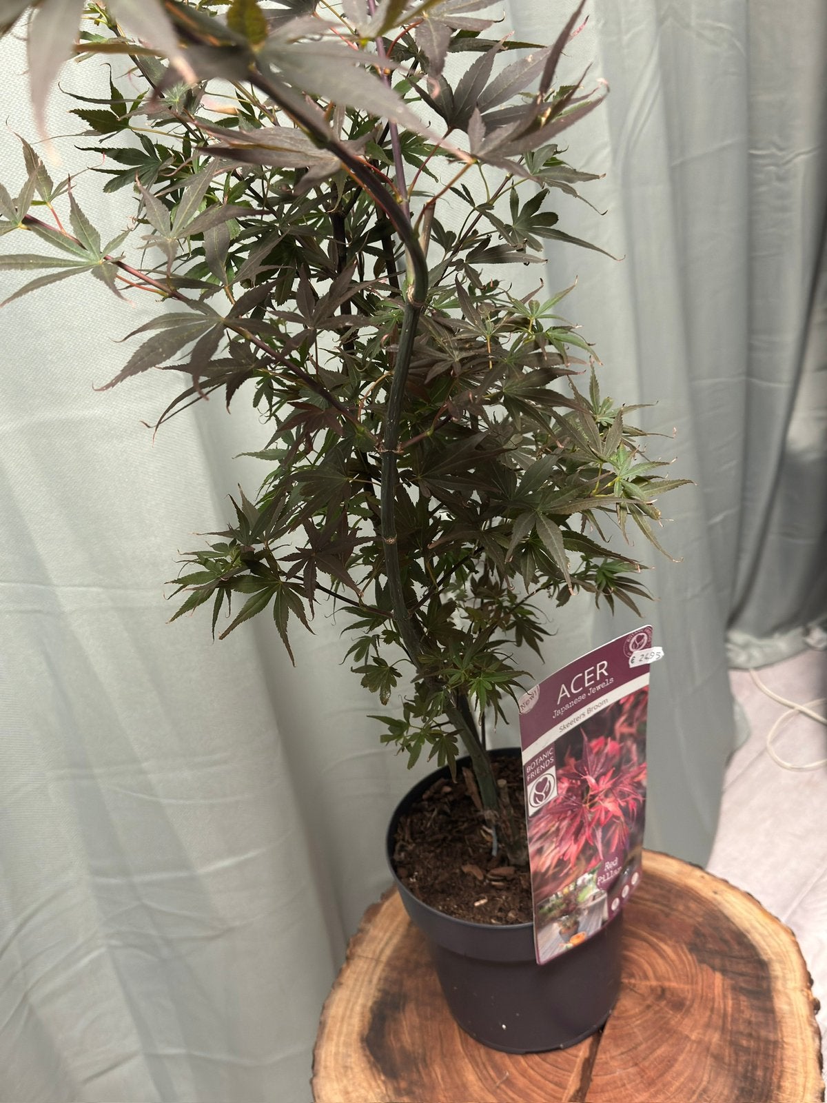 Planten partij uit Failisement Twv €1500, Volle zon, Minder dan 100 cm, Zomer, Overige soorten