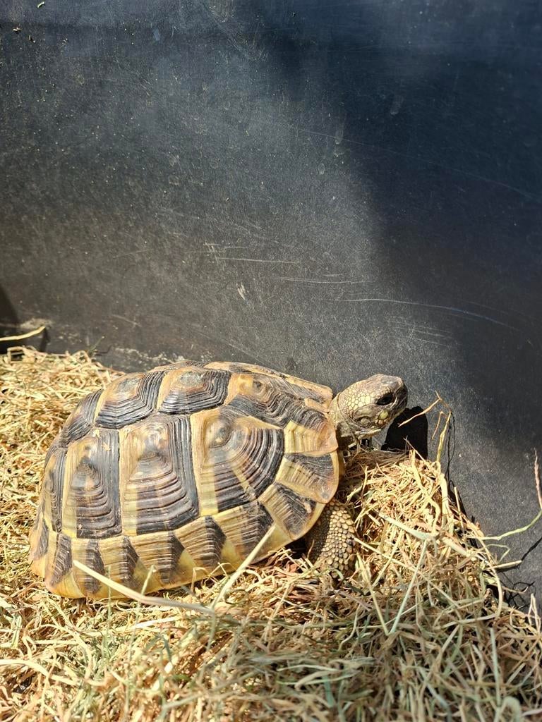Griekse landschildpad mannetje gezocht, Schildpad