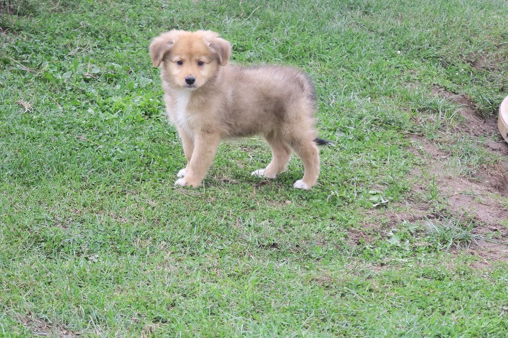 Duck Toller Retriever x Australian Shepherd pups, Nederland, Overige rassen, CDV (hondenziekte), 8 tot 15 weken