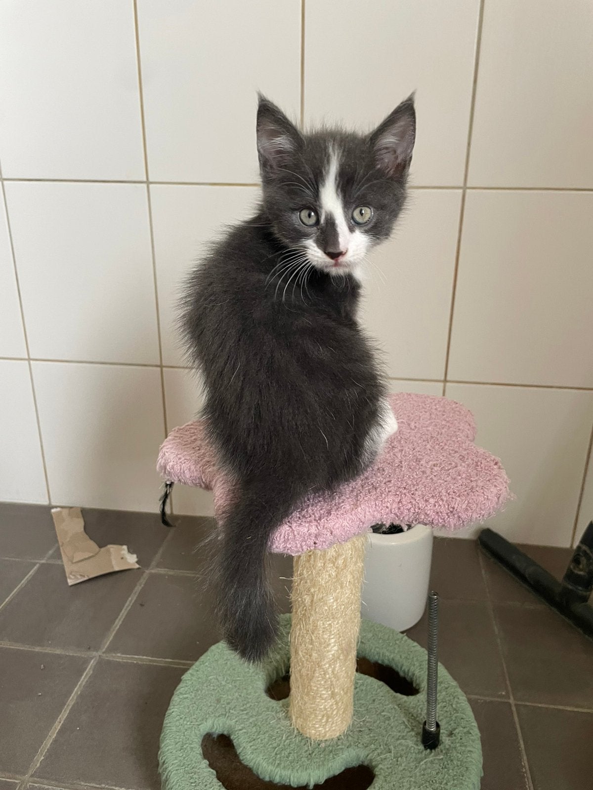 Kittens te koop sociaal Main coon/ britsekorthaar/ Siamees, Dieren en Toebehoren, Meerdere dieren, Ontwormd, 0 tot 2 jaar