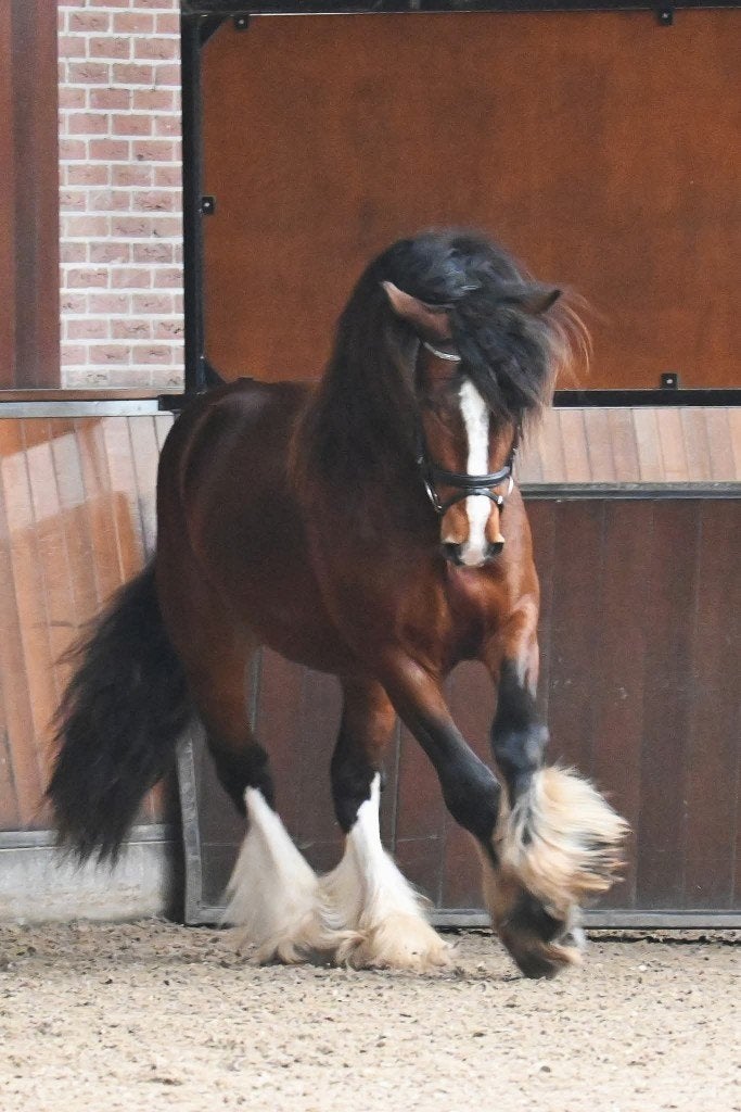 Goedgekeurde STER Tinker hengst – 3,5 jaar – Shadow of Bay, Dieren en Toebehoren, Met stamboom, Dressuurpony, Hengst, 3 tot 6 jaar
