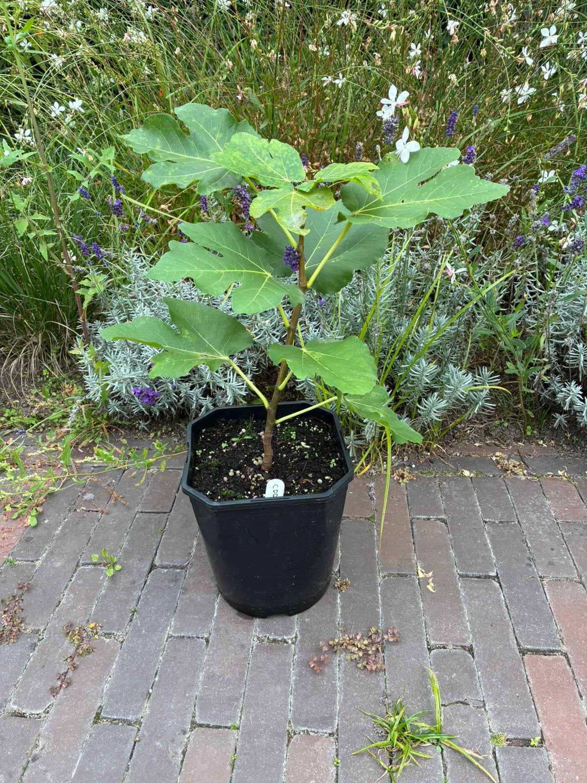 Vijgenboom "CDD Rimada" (zeldzaam), Minder dan 100 cm, Volle zon, In pot, Ophalen of Verzenden