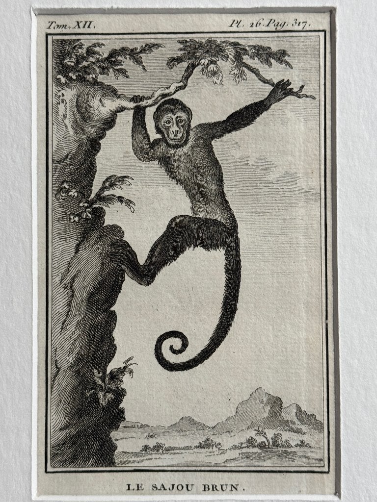 OUD 1770 Sajou Brun - Bruine Kapucijnaap P0566-17, Ophalen of Verzenden, Ets, 1700 - 1799