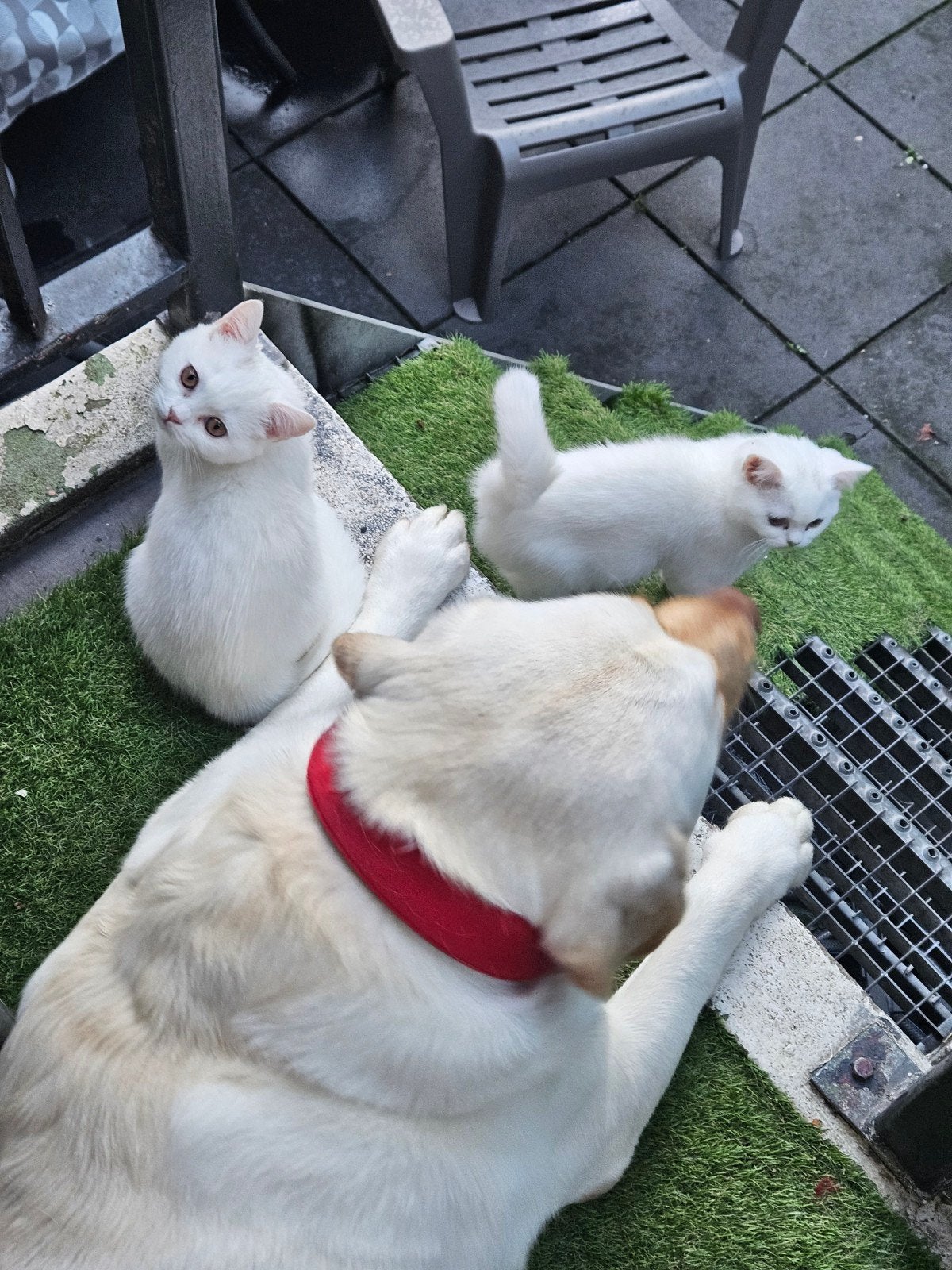 Prachtige Raszuiver White Britse korthaar kittens, Meerdere dieren, Ontwormd, 0 tot 2 jaar