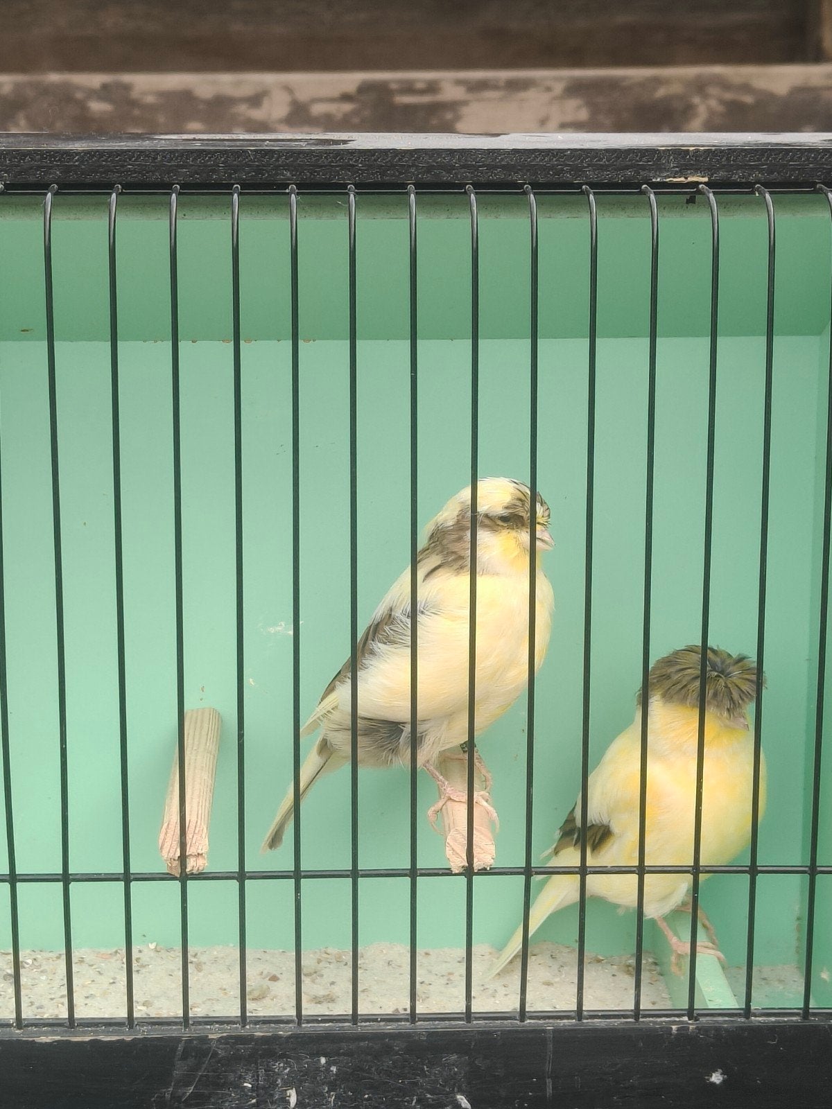 couple gloster canary, Meerdere dieren