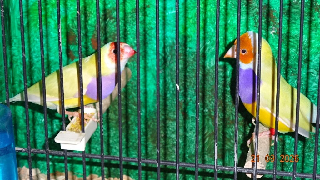 Gele Gould-Amadines., Dieren en Toebehoren, Meerdere dieren, Tropenvogel