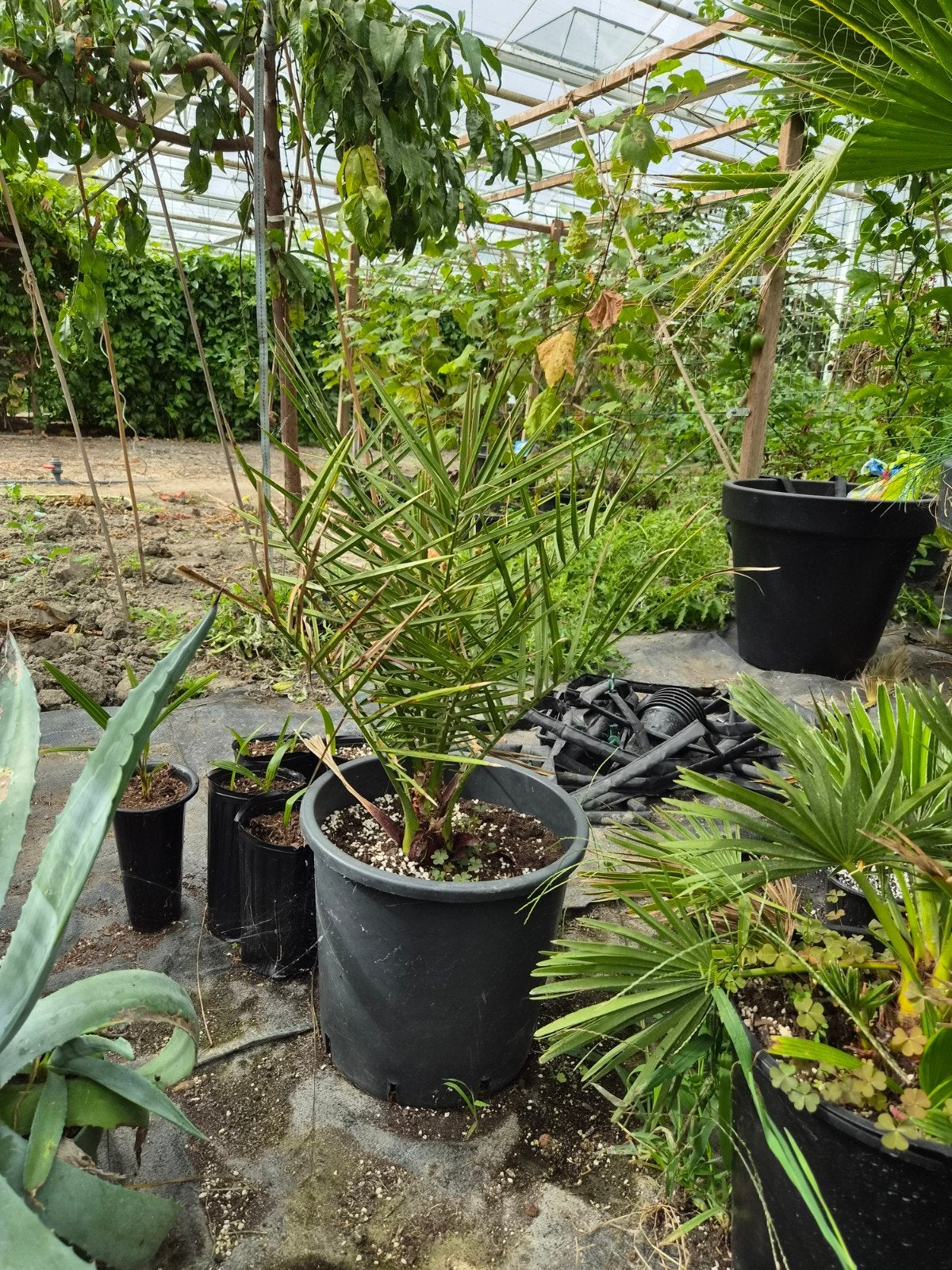 Jonge Dadelpalm hybride (Phoenix dactylifera x canariensis), Volle zon, Vaste plant, Bloeit niet, Ophalen